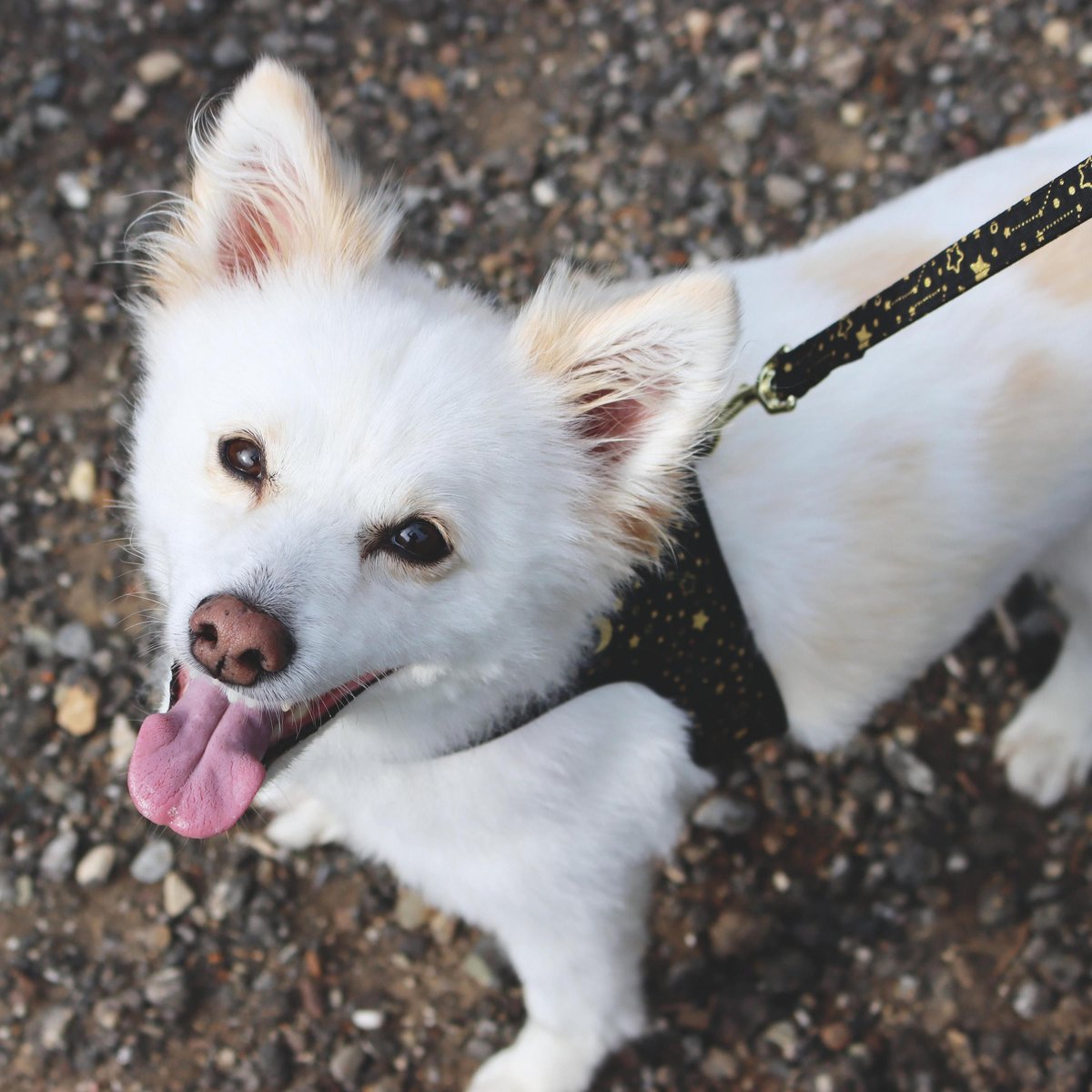 Accent Fashion Metallic Adjustable Dog Harness