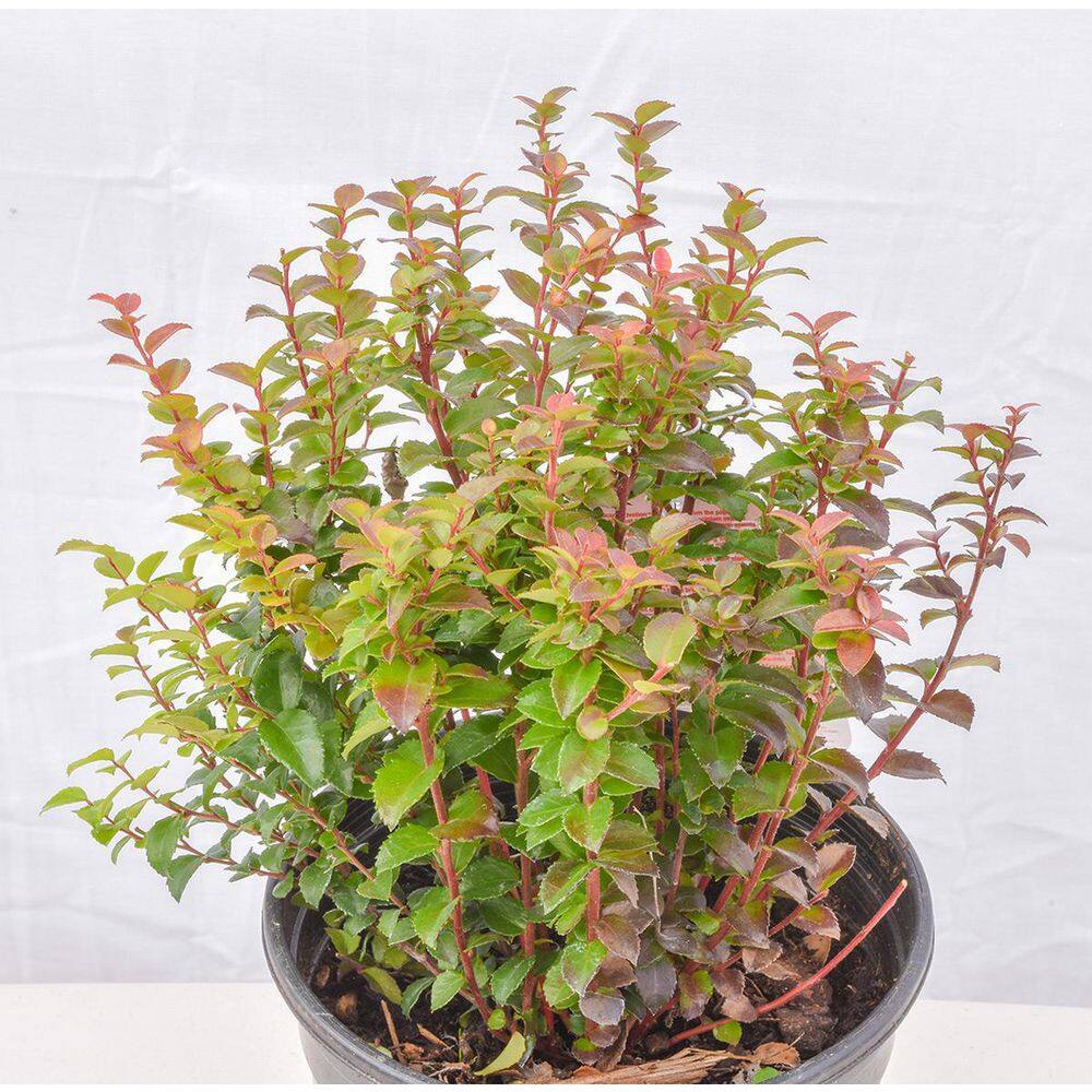 Online Orchards 1 Gal. Pacific Evergeen Huckleberry Plant SBVC010