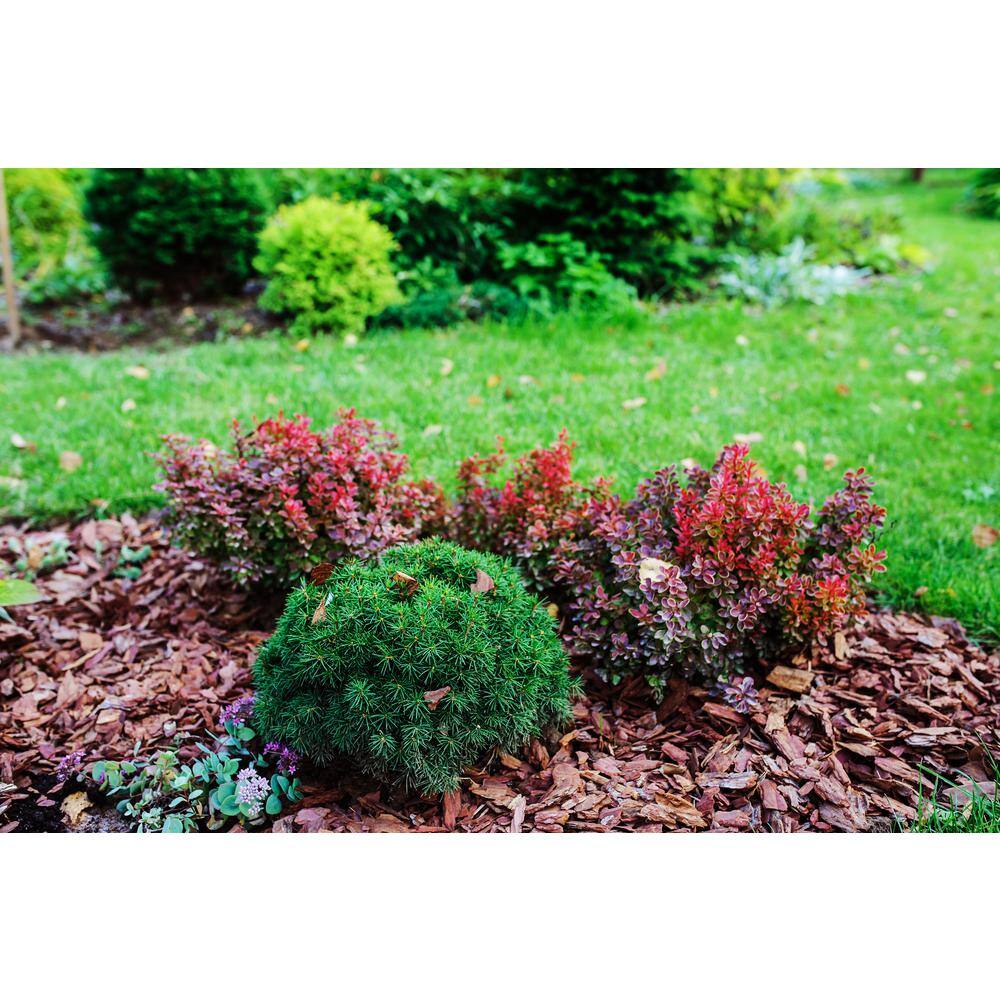 Online Orchards 1 Gal. Dwarf Black Spruce Shrub With Very Compact Specimen Form CFSP005