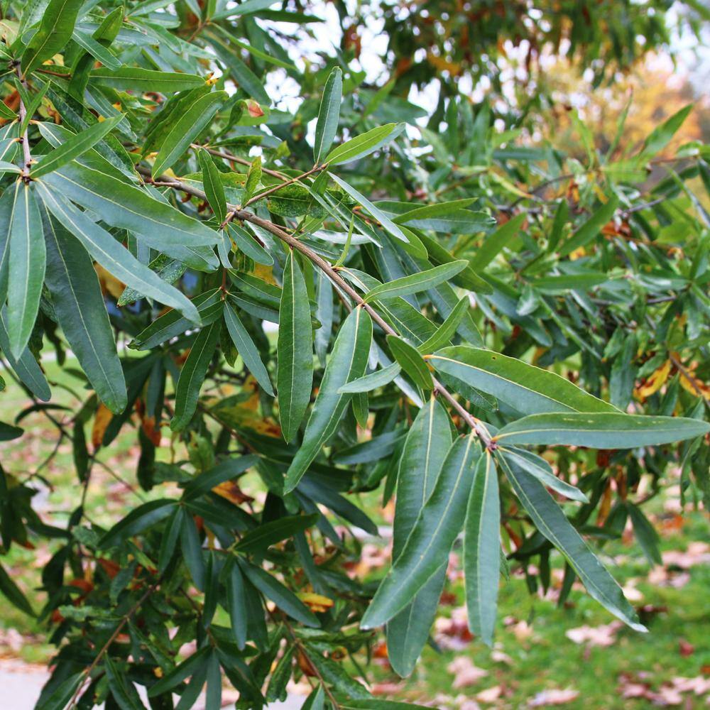 Willow Oak Deciduous Shade Tree OAKWIL05G