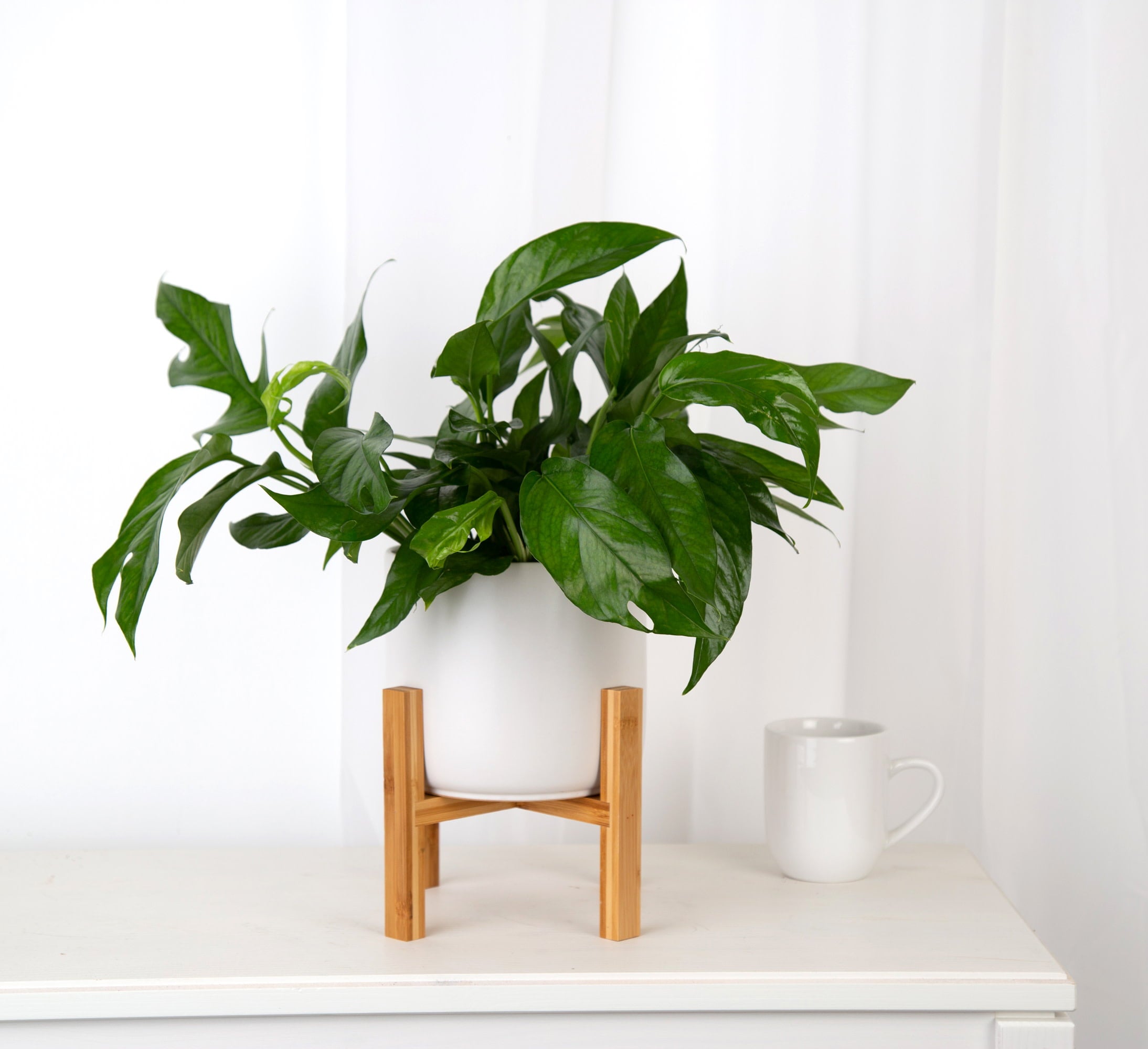 Costa Farms Trending Tropicals Live Indoor 12in. Tall Green Baltic Blue Pothos; Medium， Indirect Light Plant in 6in. Mid-Century Modern Planter