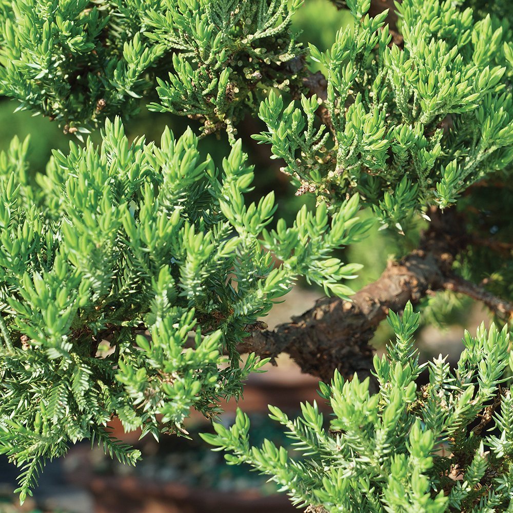 Brussel's Green Mound Juniper Bonsai - Small - (Outdoor) Not Sold in California