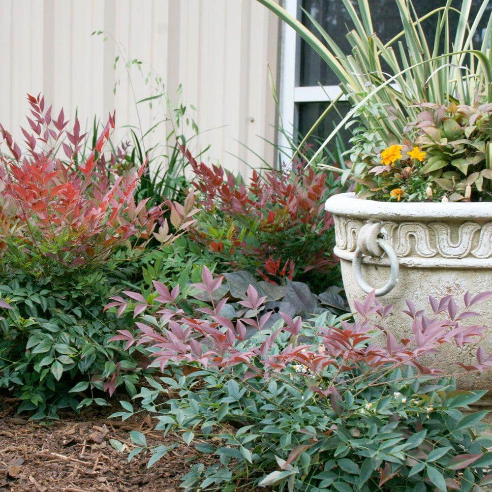 SOUTHERN LIVING 1.5 Gal. Flirt Nandina Live Evergreen Groundcover Shrub Deep Red New Foliage 43122