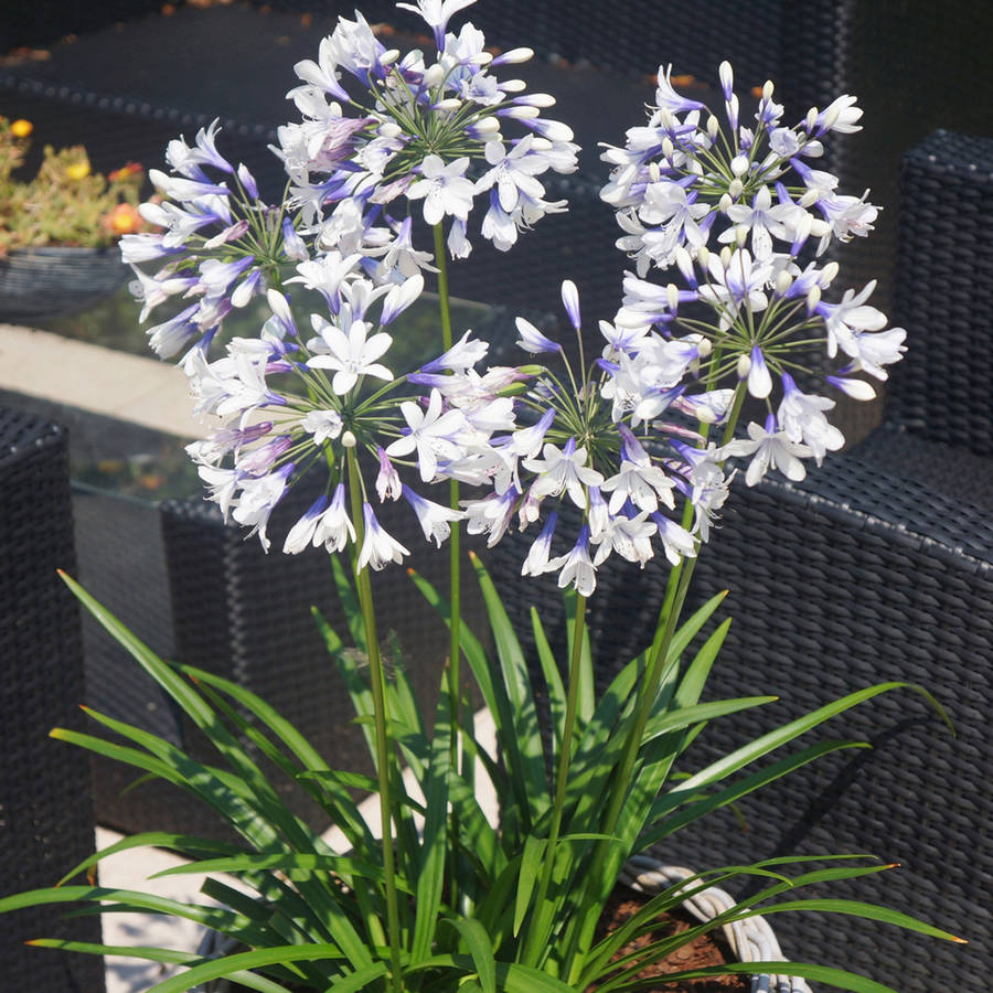 Indigo Frost Agapanthus 'Lily of the Nile' (2.5 Quart) Flowering Perennial with White and Blue Blooms - Part Sun Live Outdoor Plant - Southern Living Plant Collection