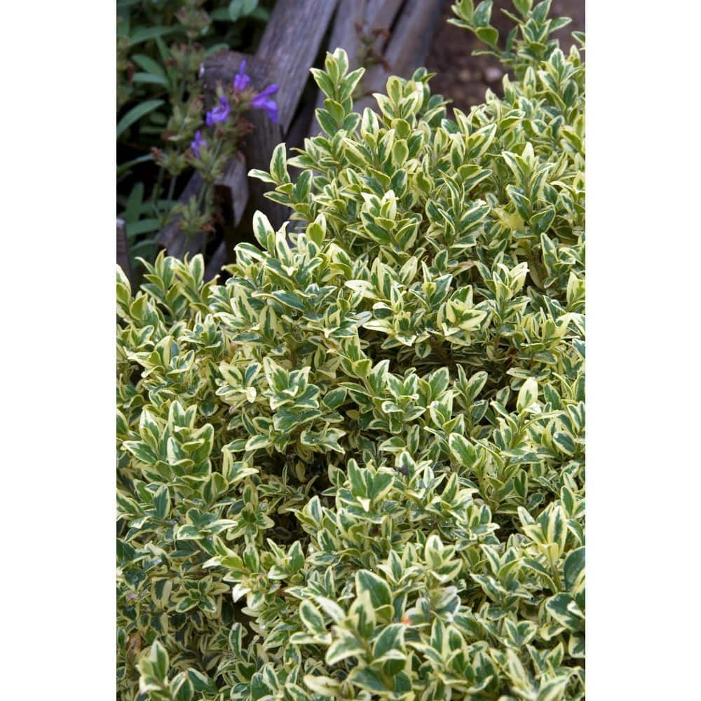 BELL NURSERY 2 Gal. Variegated Boxwood (Buxus Variegata) Live Evergreen Shrub BUXUS2VAR1PK