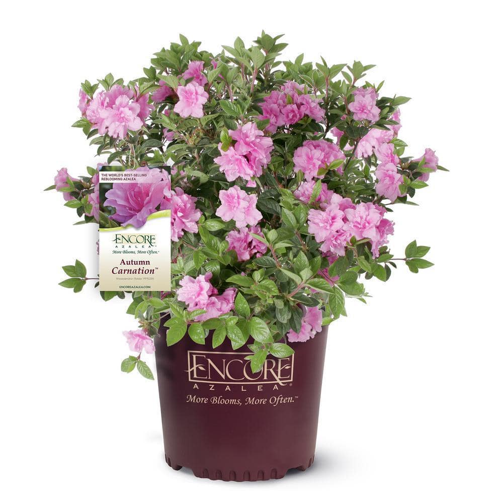 ENCORE AZALEA 1 Gal. Autumn Carnation Shrub with Semi Double Pink Flowers 10325