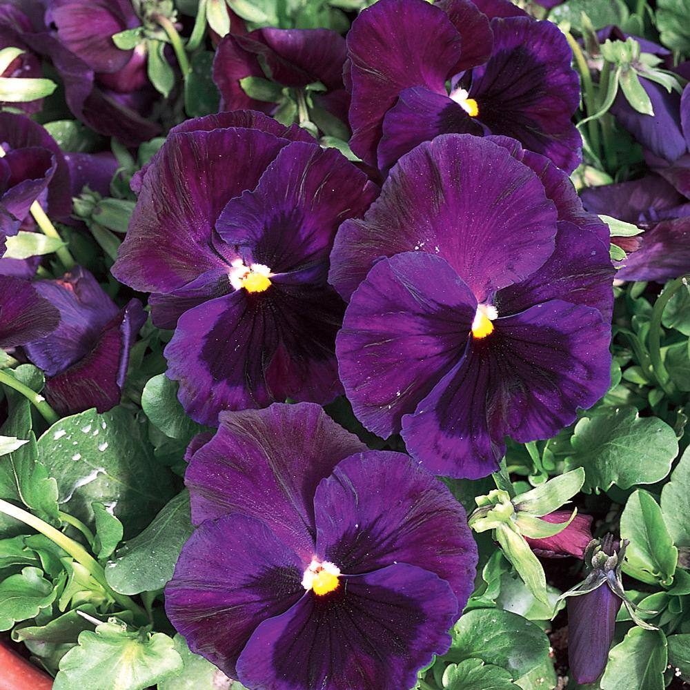 4.5 in. Blue and Purple Pansy Plant 8411