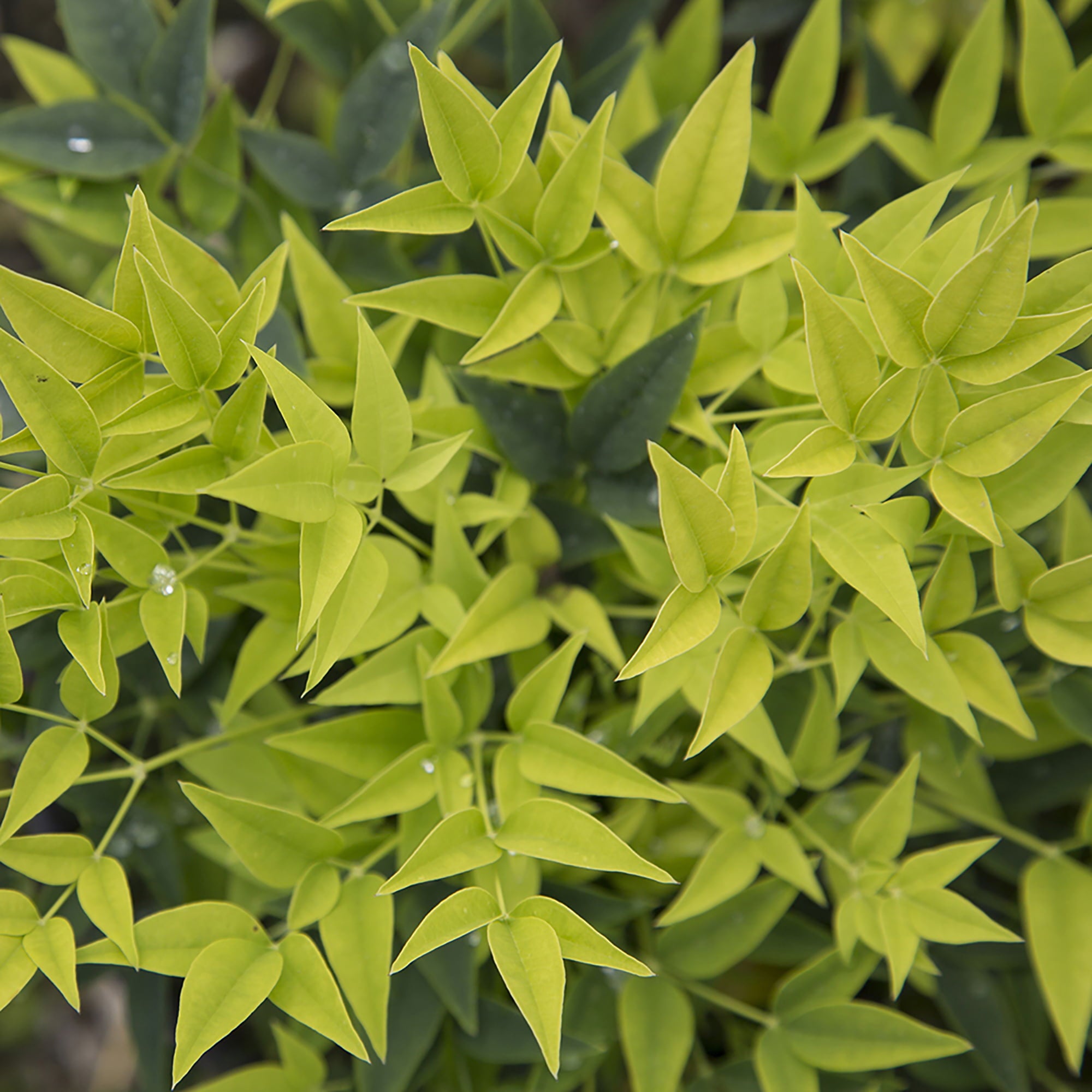 Southern Living Plant Collection Nandina Lemon Lime Live Shrub (2 Gallon)