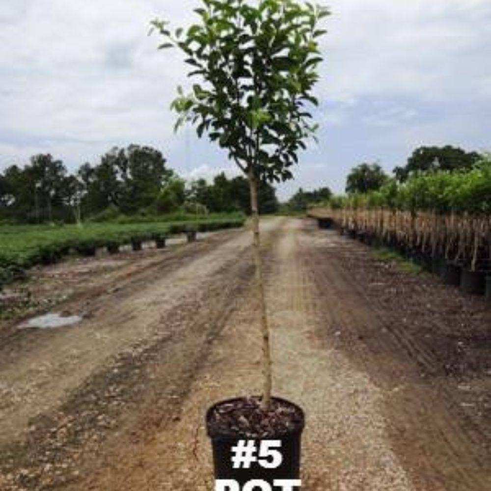 5 gal. Gravenstein Apple Tree APPGRE05G