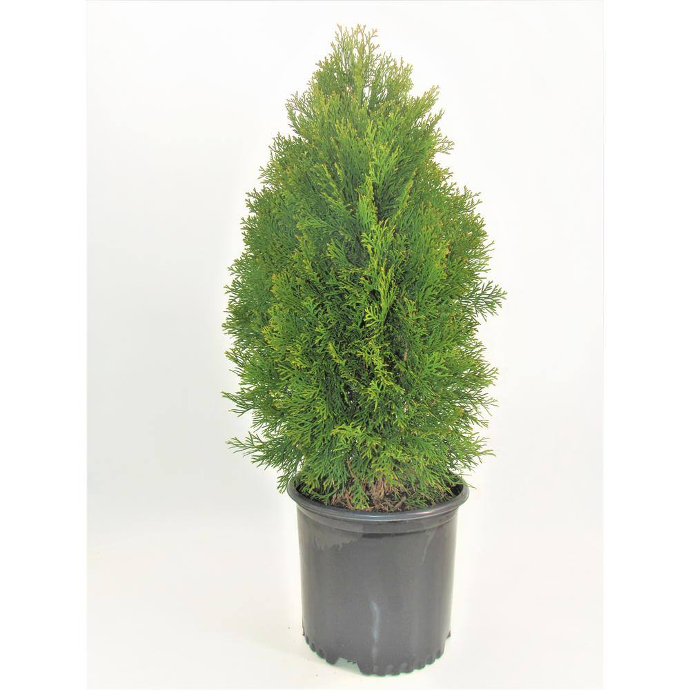 BELL NURSERY 3 Gal. Emerald Green Arborvitae (Thuja) Live Evergreen Shrub THUJA3SGD1PK