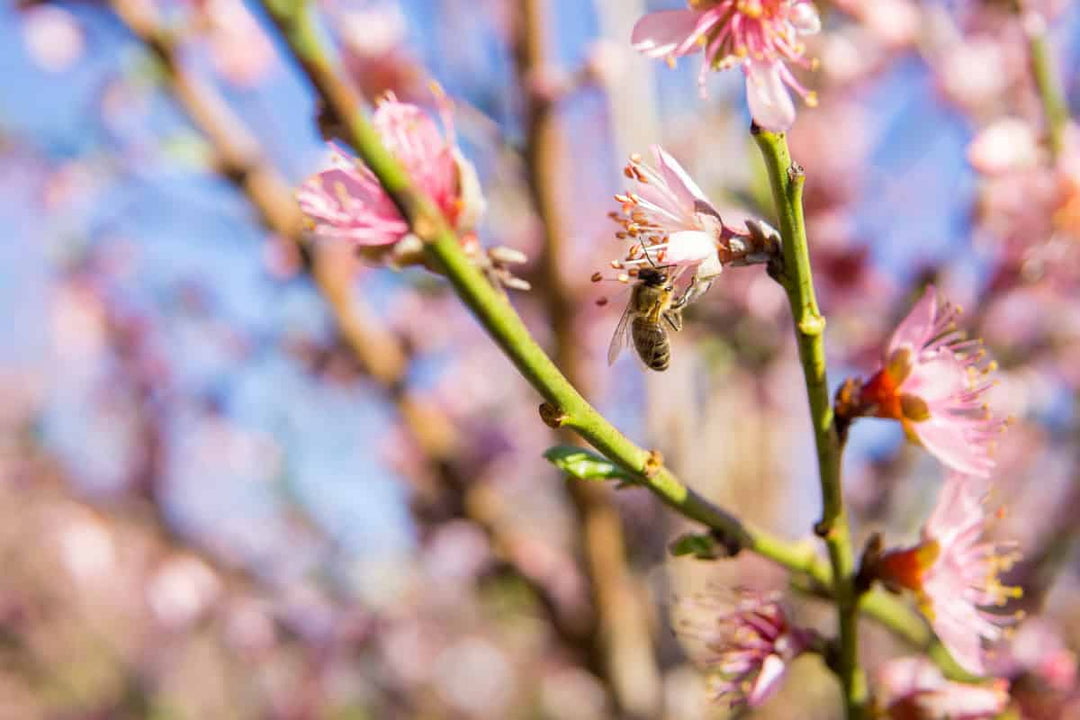 4-5ft. Flordaking Peach Tree - Heavy Producer of Fruit - Medium Chill Hours Required