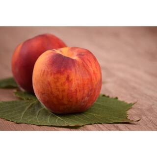 Online Orchards Flavortop Nectarine Tree Bare Root FTNC002