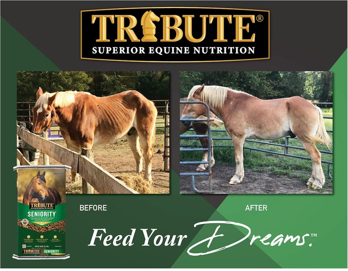 Tribute Equine Nutrition Seniority Pellet Low-NSC Horse Feed