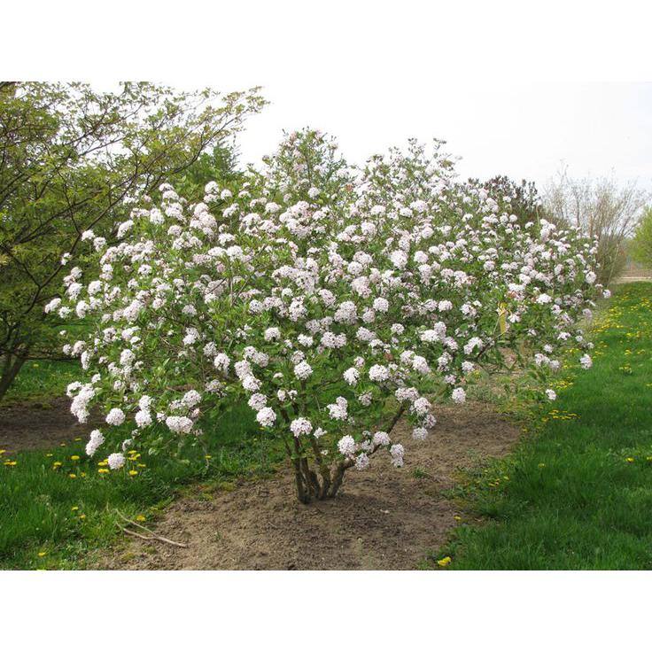Online Orchards 1 Gal. Burkwood Viburnum Evergreen Shrub SBVB004
