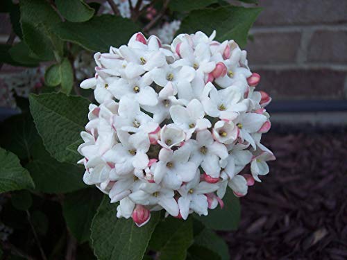 Korean Spice Viburnum Shrub