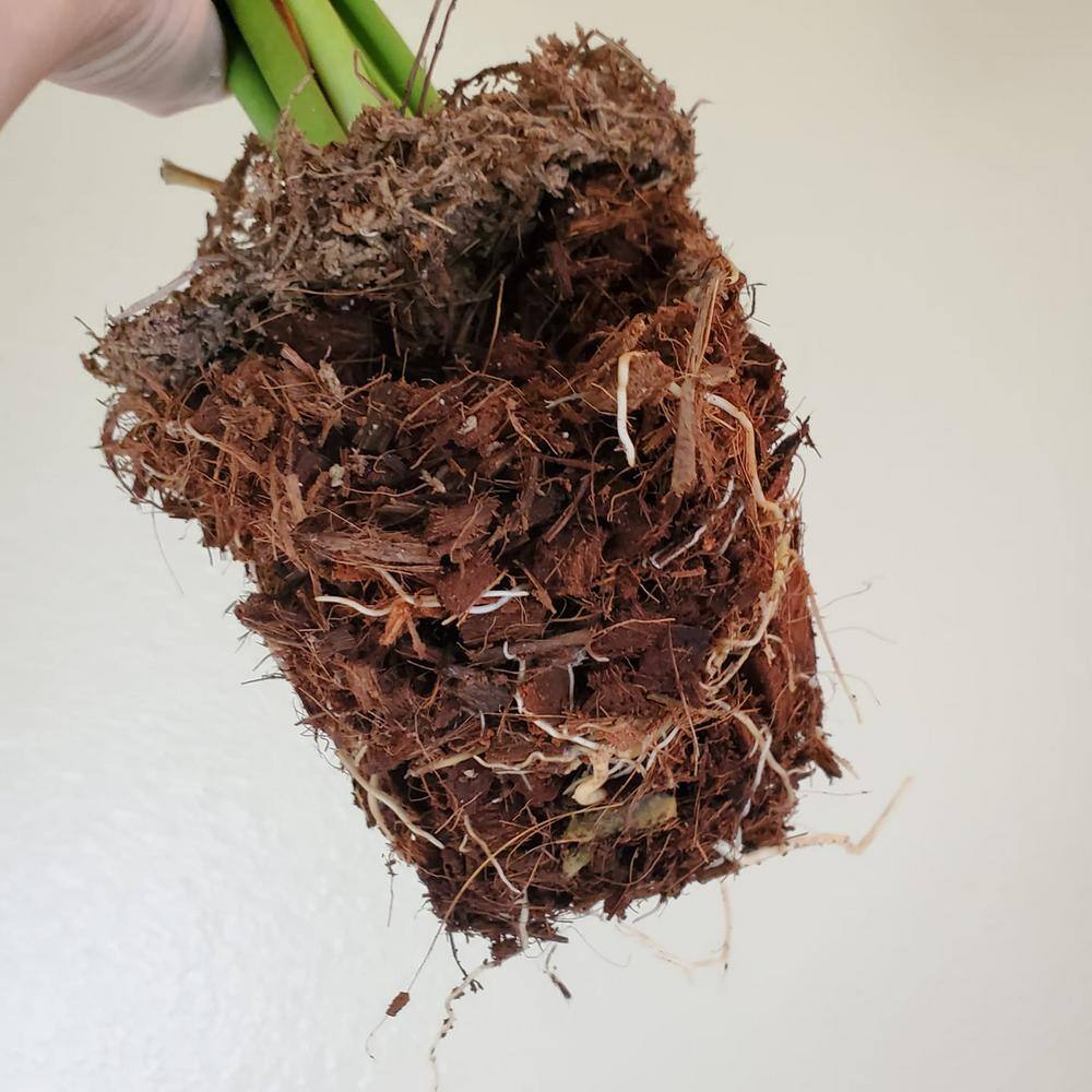 NOOT 8 qt. Organic Coconut Husk Indoor Plant Potting Mix HUSKY-MIX