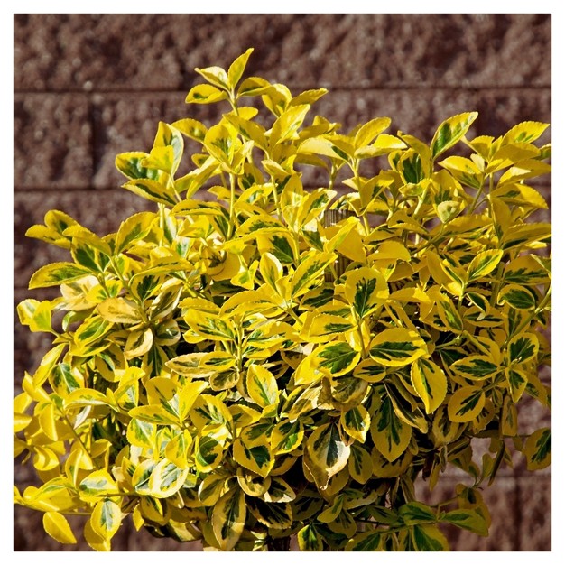 Euonymus x27 golden x27 1pc In 2 5 Quart Container National Plant Network U s d a Hardiness Zones 6 9