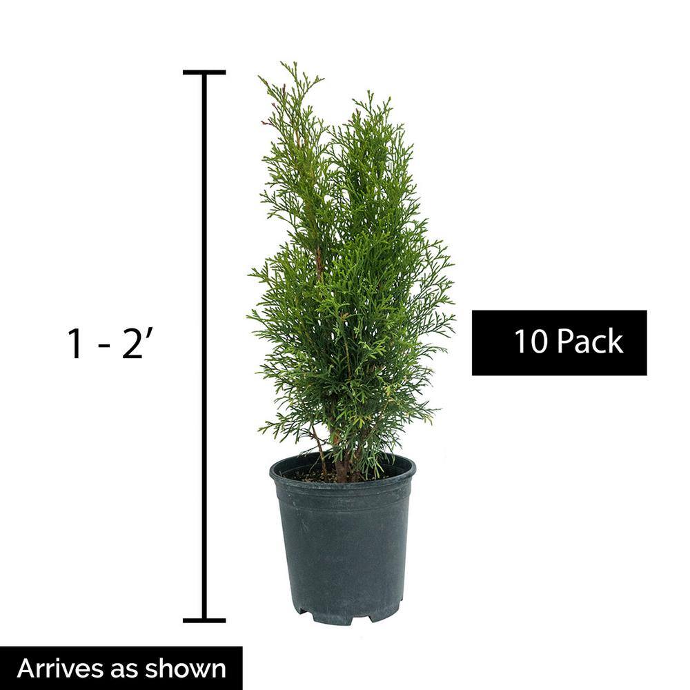 Spring Hill Nurseries Emerald Green Upright Arborvitae Potted Evergreen Shrub Hedge Kit 1 ft. to 2 ft. Tall (10-Pack) 94127