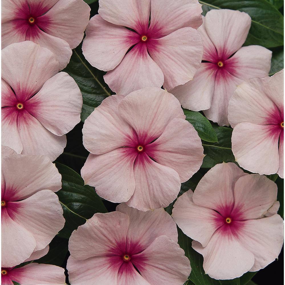 BELL NURSERY 4 in. Pink Vinca Annual Live Plant Pink Flowers (Pack of 6) VINCA4PNK6PK