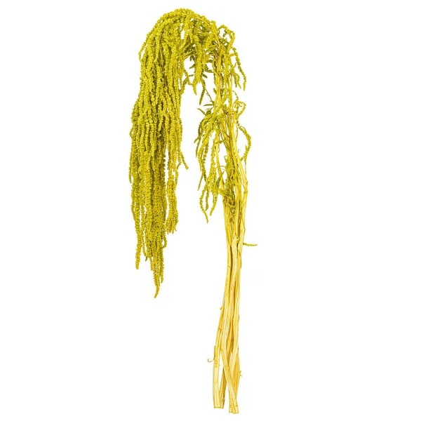 Vickerman 1620 Natural Dried Lime Green Amaranthus Bundle，3.5 oz.