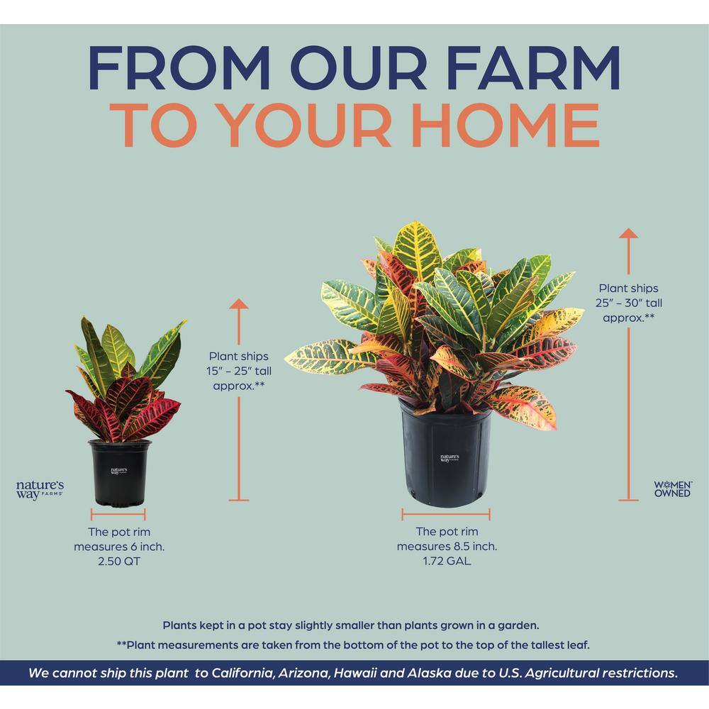 NATURE'S?WAY FARMS Croton Petra Live Outdoor Plant in Growers Pot Average Shipping Height 1-2 Ft. Tall 1250