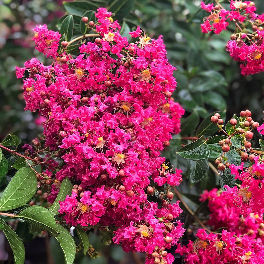 3 Gal. Tonto Deep Pink Crape Myrtle CRMTON03G