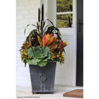 NATURE'S?WAY FARMS Croton Petra Live Outdoor Plant in Growers Pot Average Shipping Height 2-3 Ft. Tall 3600
