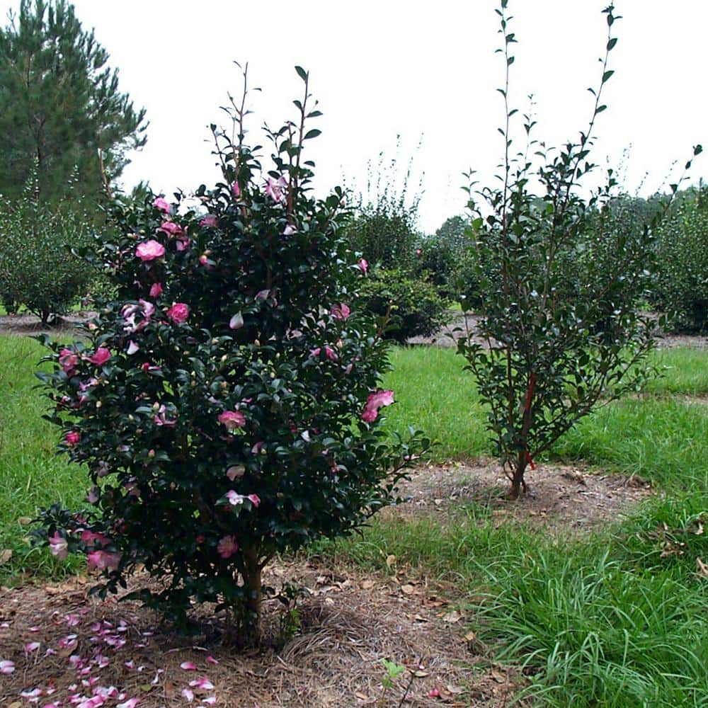 SOUTHERN LIVING 2.5 Qt. October Magic Orchid Camellia(sasanqua) - Live Evergreen Shrub with White-blush Blooms that taper to Pink Edges 7960Q