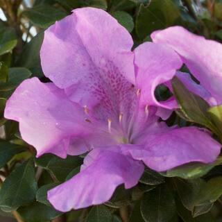 ENCORE AZALEA 1 Gal. Autumn Lilac Encore Azalea Shrub with Lavender Purple Reblooming Flowers 80331