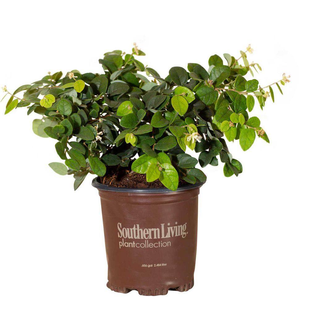 SOUTHERN LIVING 2.5 Qt. Emerald Snow Semi-Dwarf Loropetalum Evergreen Shrub with Green Foliage White Ribbon Blooms 4211Q