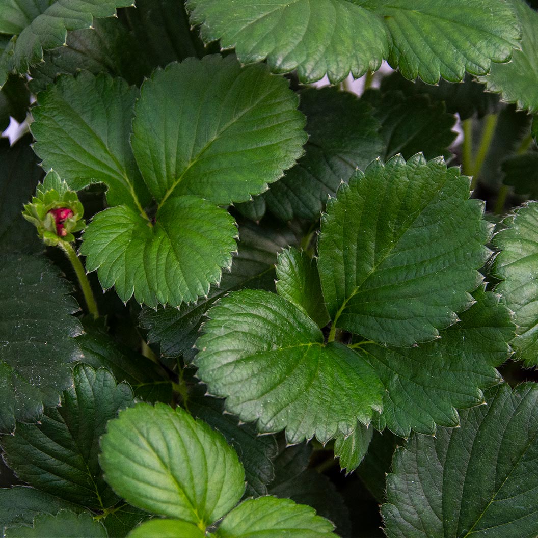 Bushel and Berry® Scarlett Belle™ Strawberry