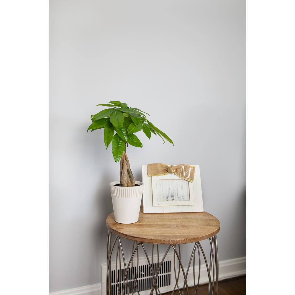 Just Add Ice Green 5 in. Money Tree Plant in Ceramic Pot 262768