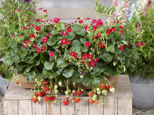 4-Pack， 4.25 in. Eco+Grande， Berried Treasure Red Strawberry (Fragaria) Live Plant， Red Flowers and Red Strawberries