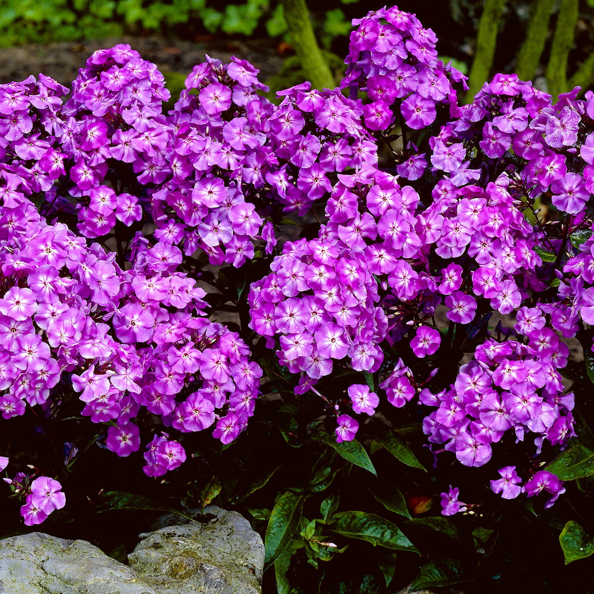 Van Zyverden Tall Phlox Paniculata Blue Boy Set of 5 Roots Blue Part Sun