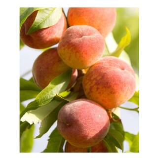 5 Gal. Tropic Beauty Peach Tree PCHTBE05G