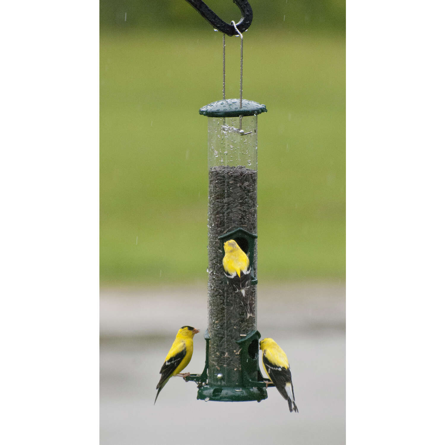 Audubon Wild Bird 2 lb Metal Tube Bird Feeder 4 ports