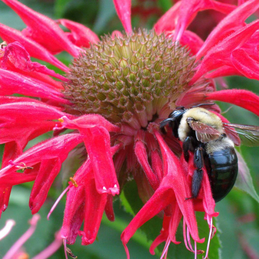 Bonnie Plants 19 oz. Bee Balm Herb Plant 5022