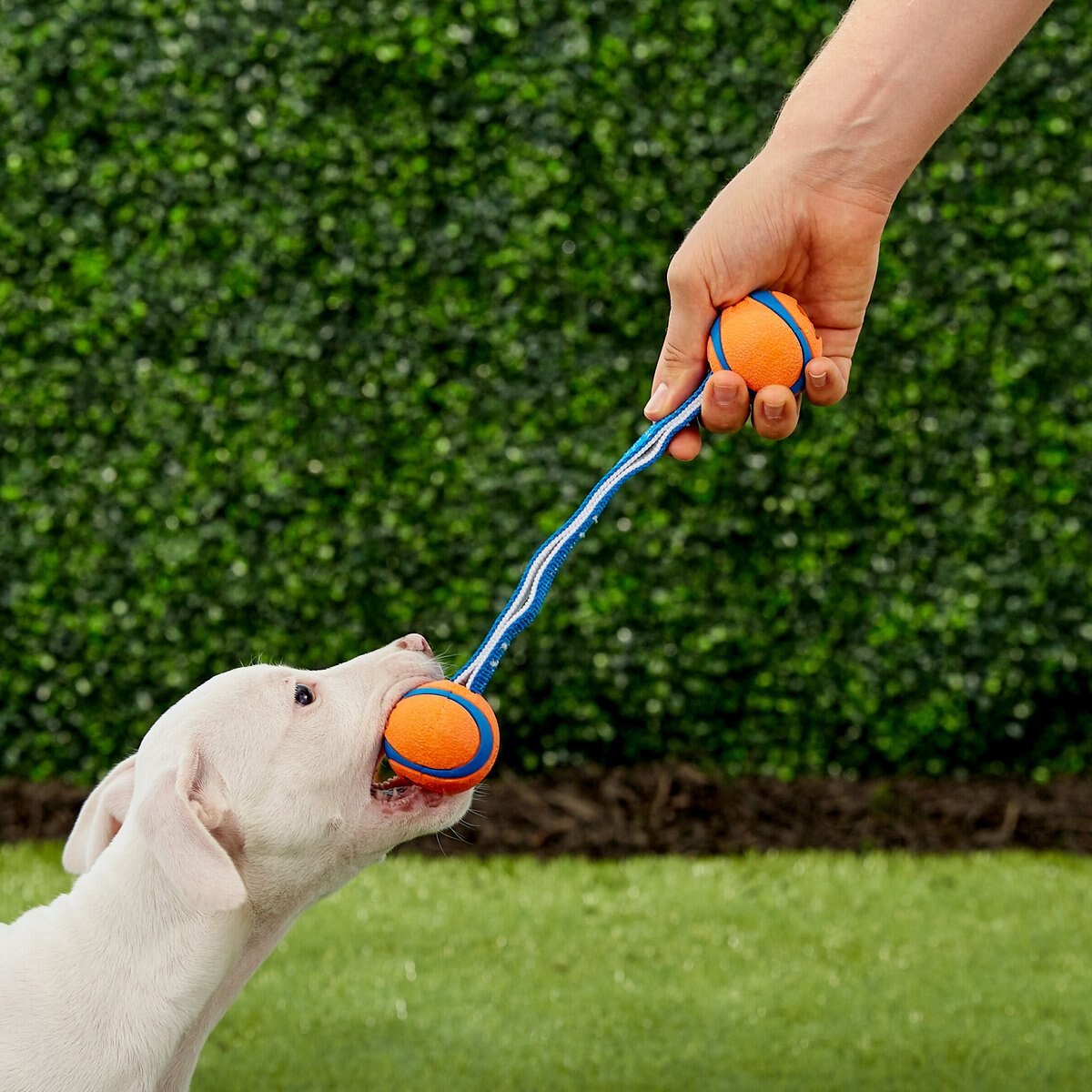 Chuckit! Ultra Duo Tug Tough Dog Toy