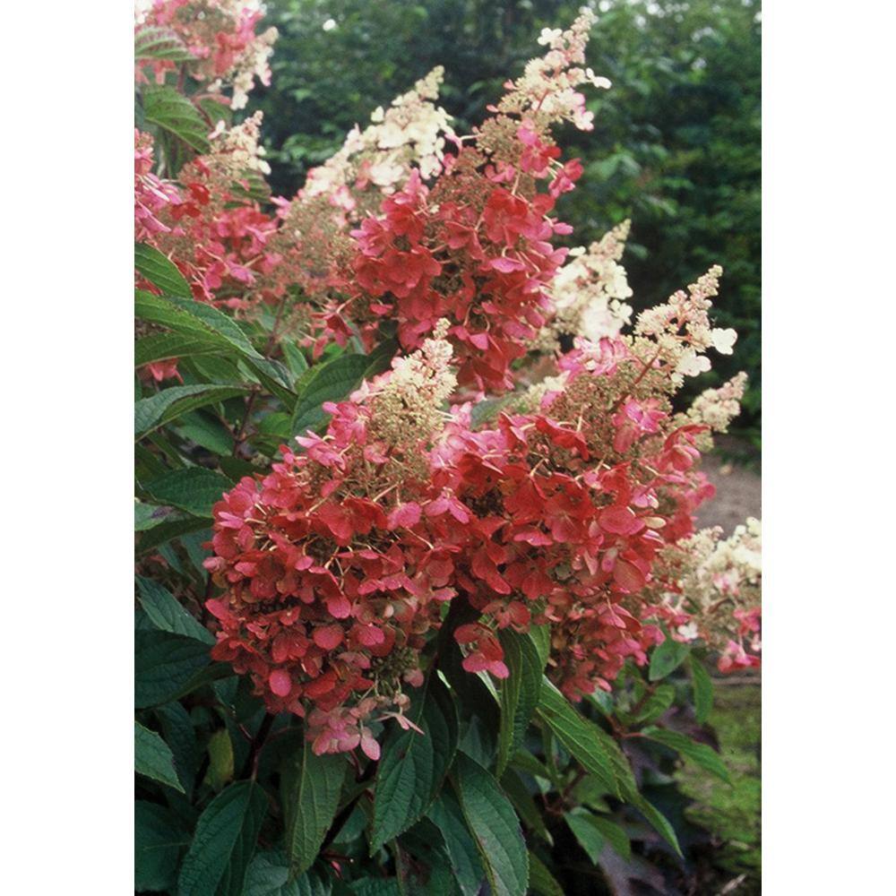 PROVEN WINNERS 1 Gal. Pinky Winky Hardy Hydrangea (Paniculata) Live Shrub White and Pink Flowers HYDPRC1046101