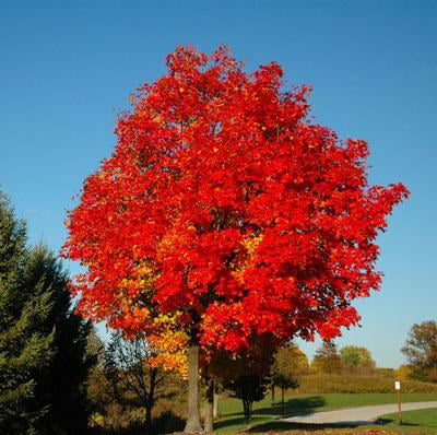 October Glory Maple Tree