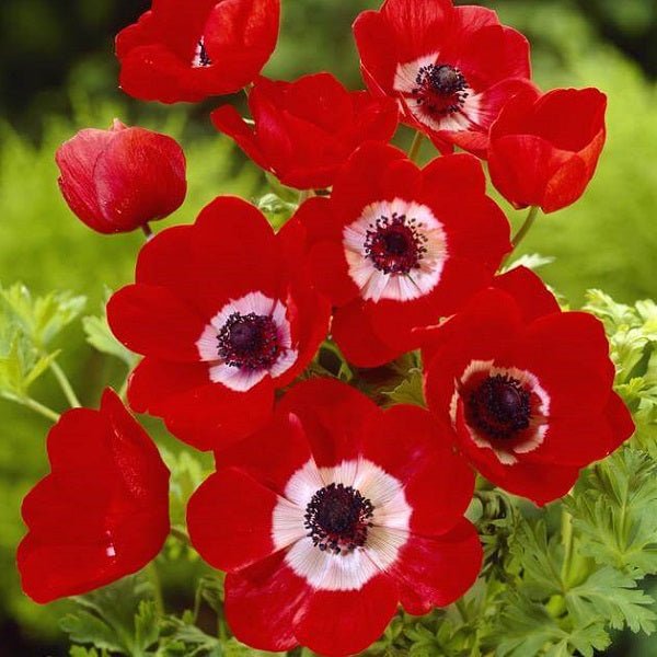 Anemone Coronaria Hollandia (Red) - Bulbs