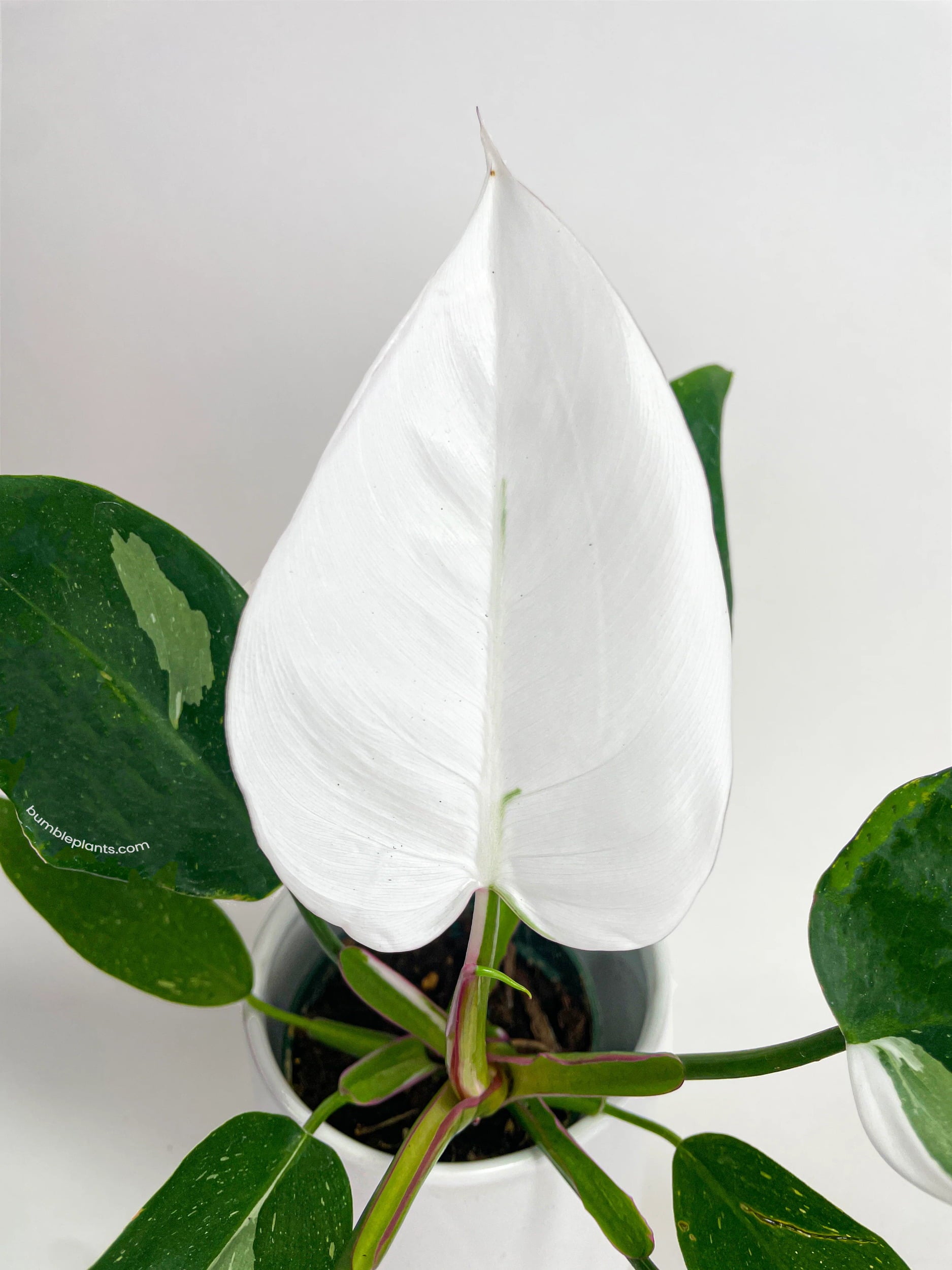 Philodendron White Princess