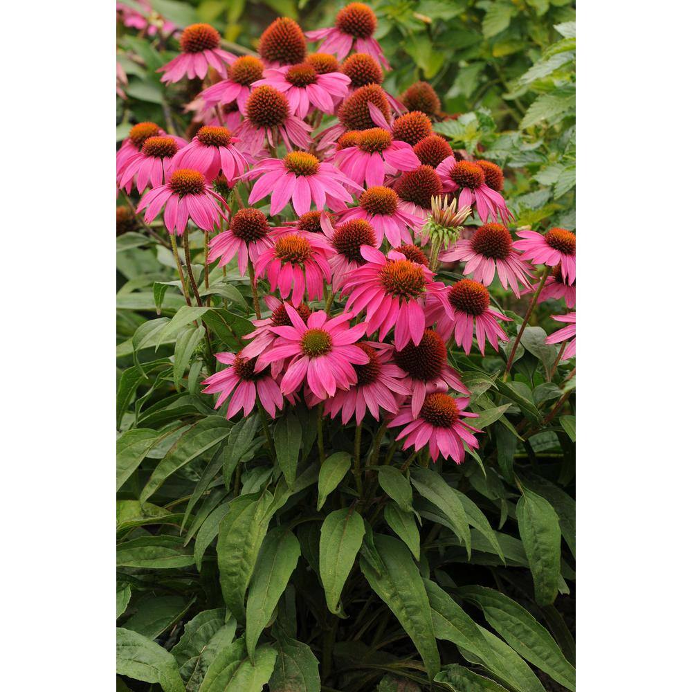 BELL NURSERY 2 Gal. Color Pot Echinacea Purple Live Perennial Plant (1-Pack) CNFLW2PUR1PK