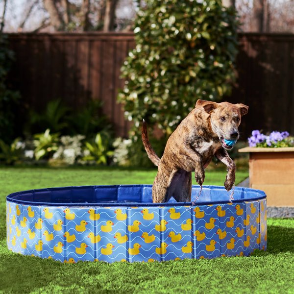 Frisco Outdoor Dog Swimming Pool， Rubber Ducky