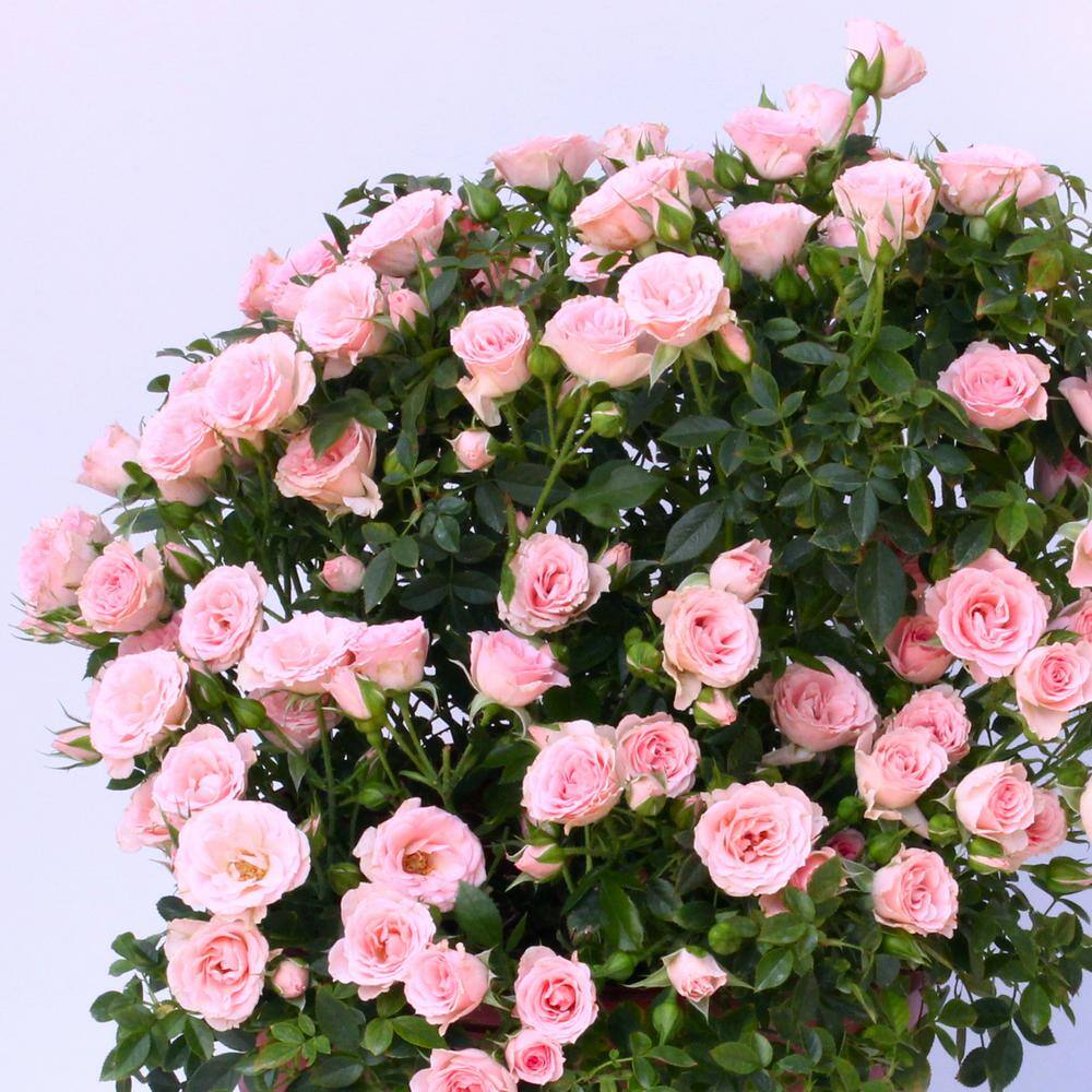 national PLANT NETWORK 4 in. Cupcake Mini Rose with Pink Flowers (3-Piece) HD1068