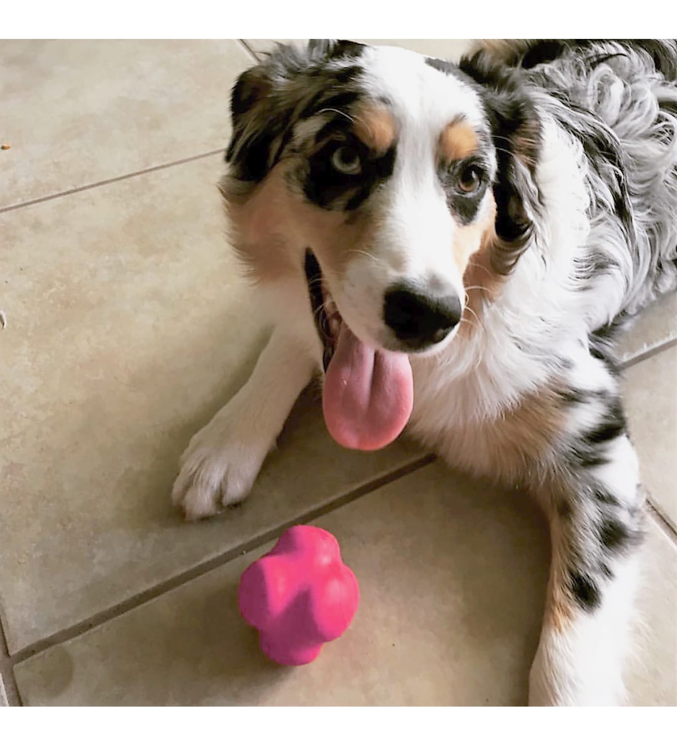 Sodapup Crazy Bounce Retrieving Dog Toy - Pink