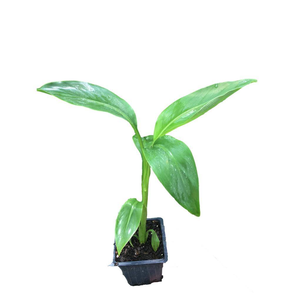 Daylily Nursery 4 in. Container Musa Banana Plant 859007836