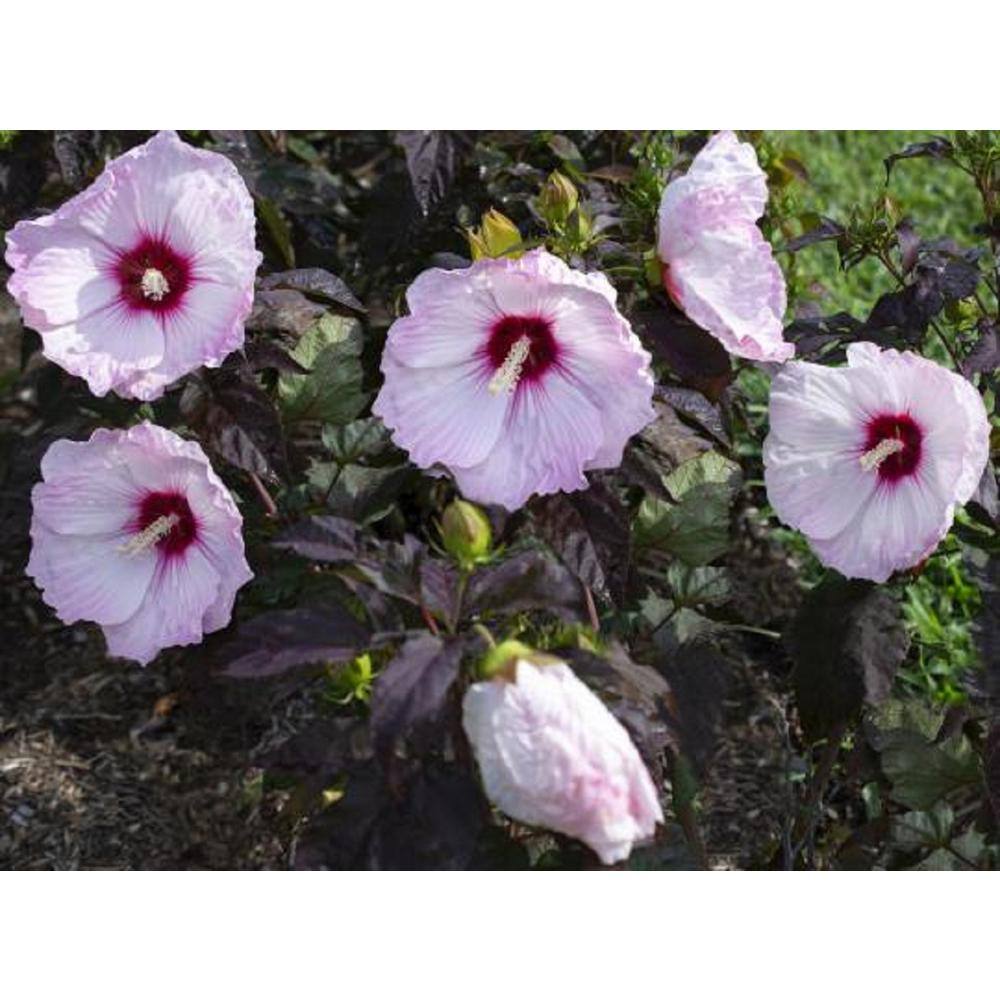 national PLANT NETWORK Head Over Heels Blush Hibiscus Plant with Pink Blooms HD1326