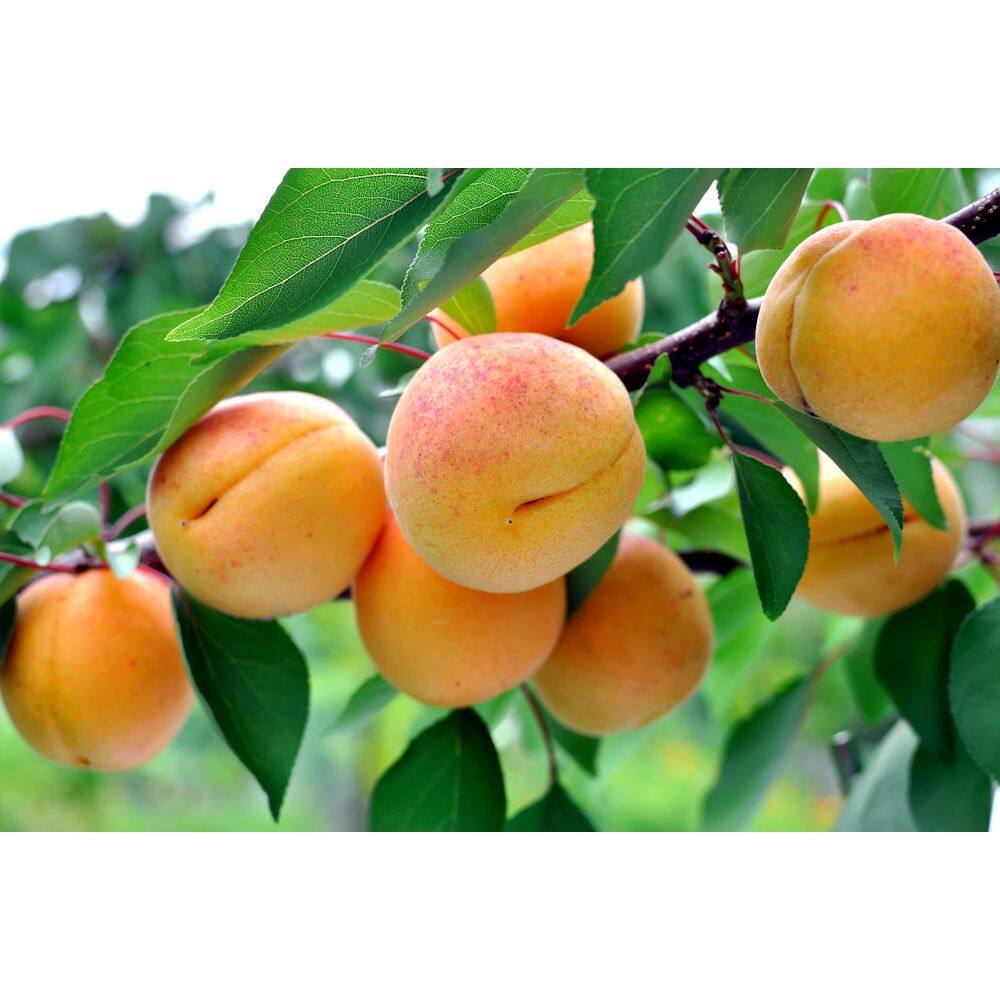 Online Orchards 3 ft. Puget Gold Apricot Bare Root Tree with Exceptionally Fast Growing Qualities FTAC204