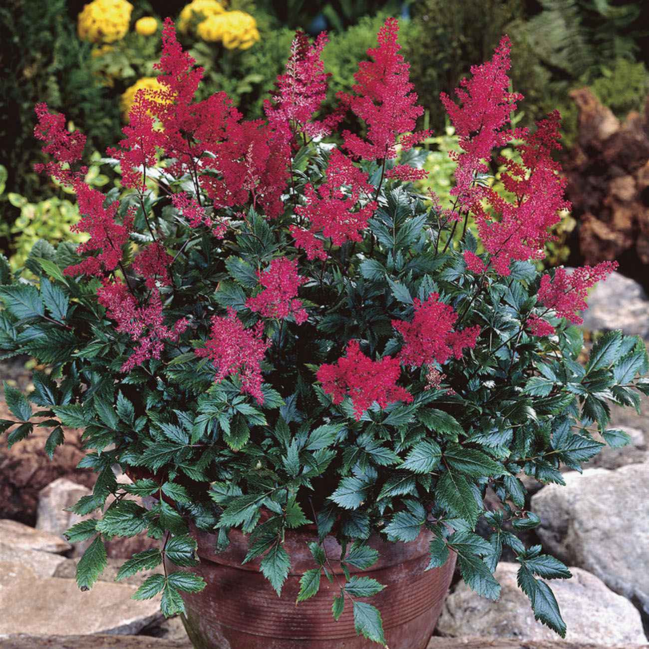 Van Zyverden Astilbe Red Sentinel Set of 5 Plant Roots Red Part Shade